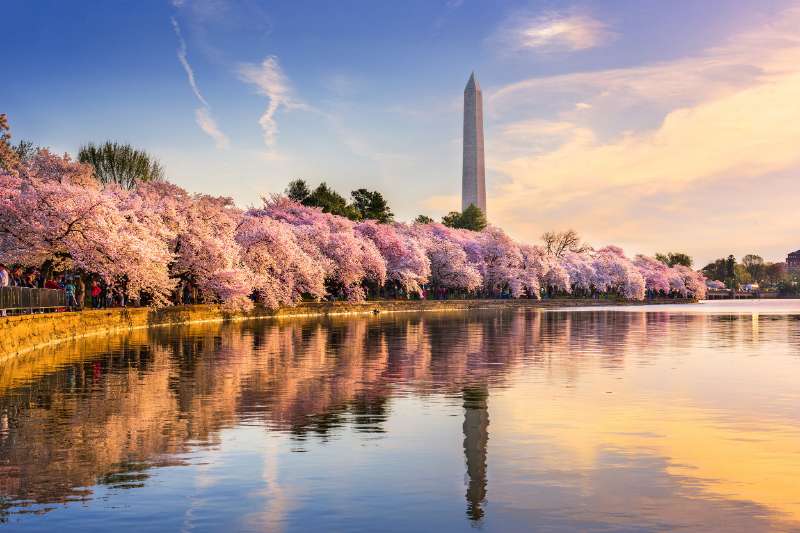 Washington DC Cherry Blossoms